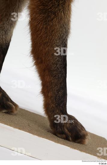 Leg Fox Animal photo references