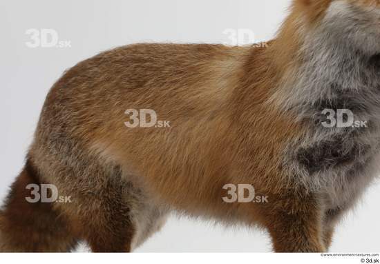 Belly Back Fox Animal photo references