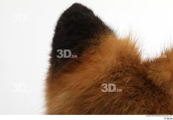 Ear Fox Animal photo references