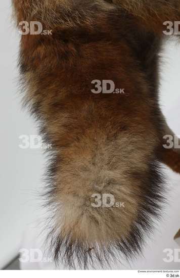 Tail Fox Animal photo references