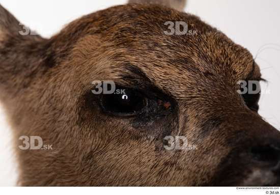 Eye Deer Animal photo references