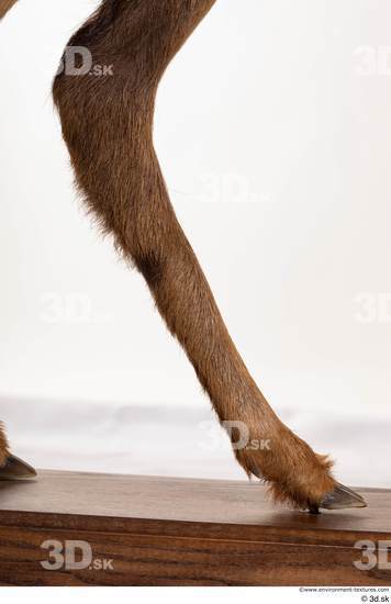 Leg Deer Animal photo references