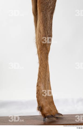 Leg Deer Animal photo references