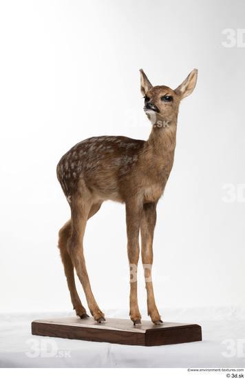 Whole Body Deer Animal photo references