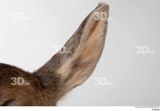 Ear Deer Animal photo references