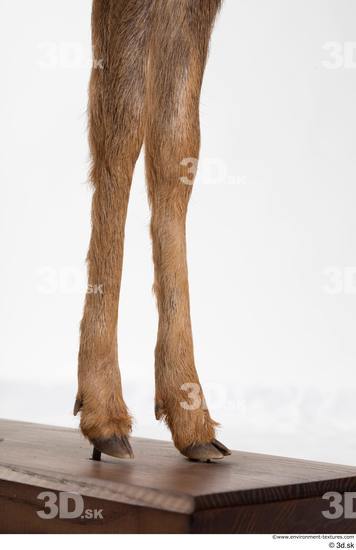 Leg Deer Animal photo references