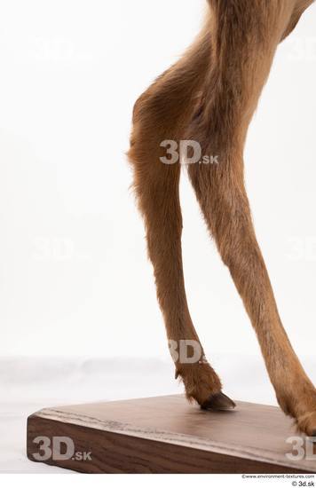 Leg Deer Animal photo references