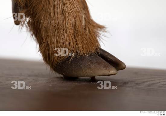 Foot Deer Animal photo references