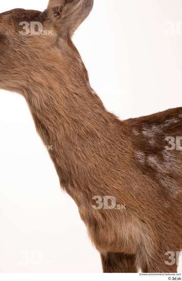 Neck Deer Animal photo references