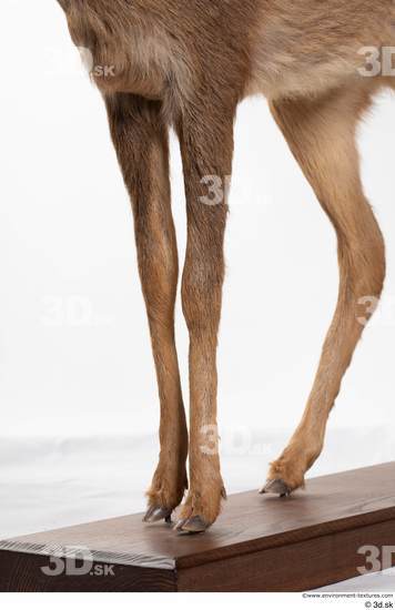 Leg Deer Animal photo references