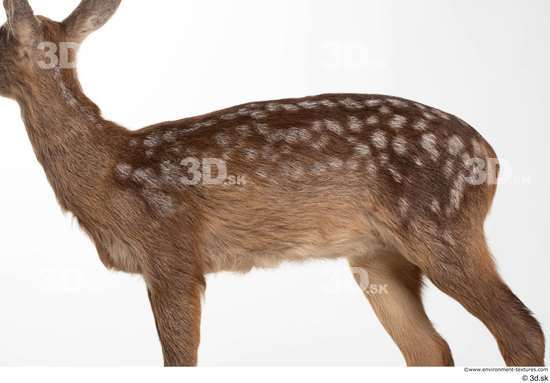 Back Deer Animal photo references