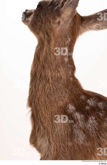 Neck Deer Animal photo references