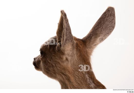 Head Deer Animal photo references