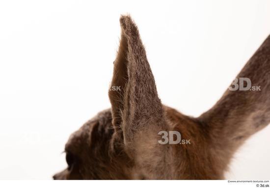 Ear Deer Animal photo references