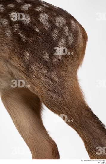 Leg Deer Animal photo references