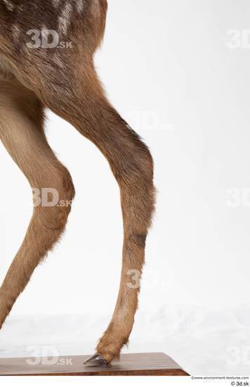 Leg Deer Animal photo references