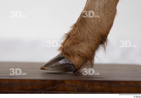 Foot Deer Animal photo references