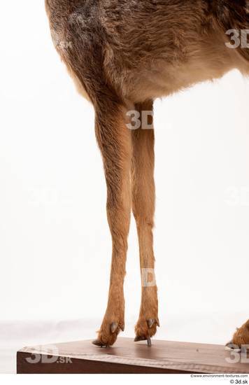 Leg Deer Animal photo references