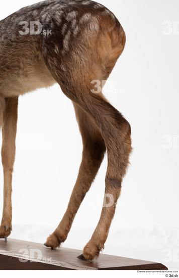 Leg Deer Animal photo references