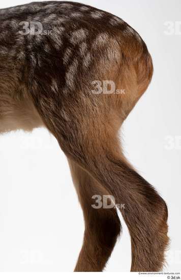 Leg Deer Animal photo references