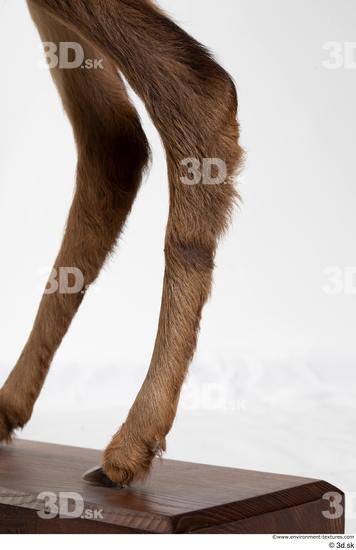 Leg Deer Animal photo references