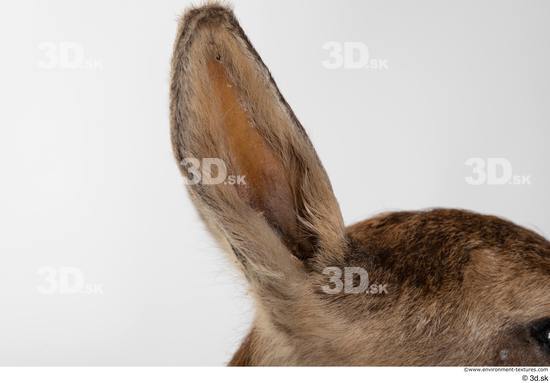 Ear Deer Animal photo references