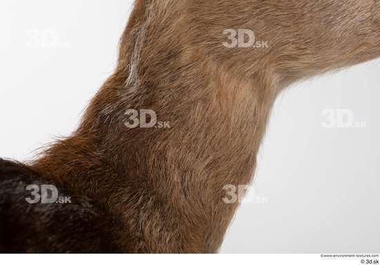 Neck Deer Animal photo references