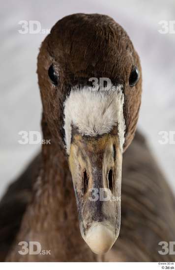 Head Goose Bird Animal photo references