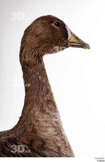 Neck Head Goose Bird Animal photo references