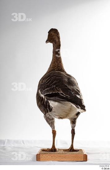 Whole Body Goose Bird Animal photo references