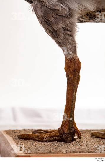 Leg Goose Bird Animal photo references