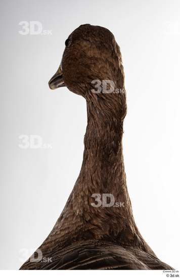 Neck Head Goose Bird Animal photo references