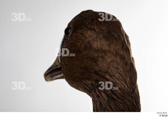 Head Goose Bird Animal photo references