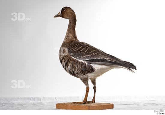 Whole Body Goose Bird Animal photo references