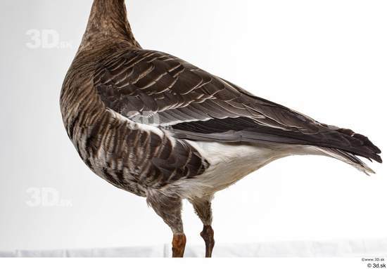 Back Tail Goose Bird Animal photo references