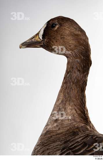 Neck Head Goose Bird Animal photo references