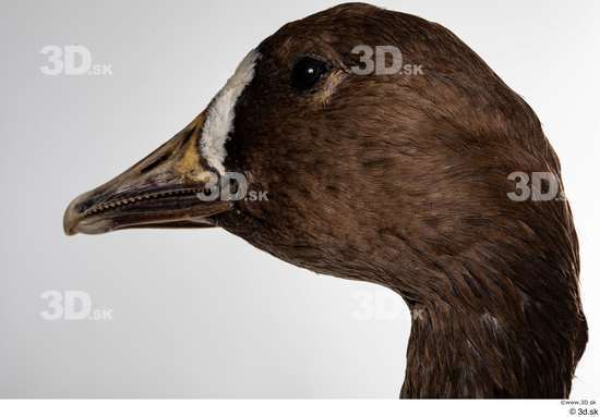 Head Goose Bird Animal photo references