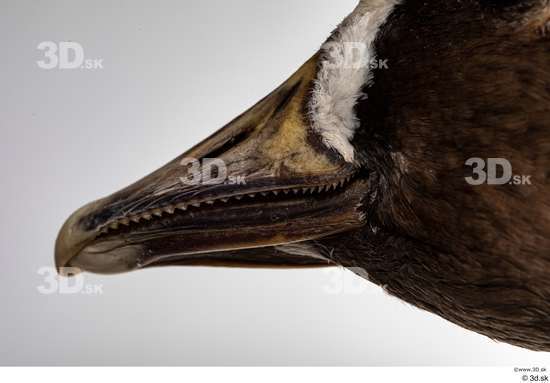 Head Goose Bird Animal photo references