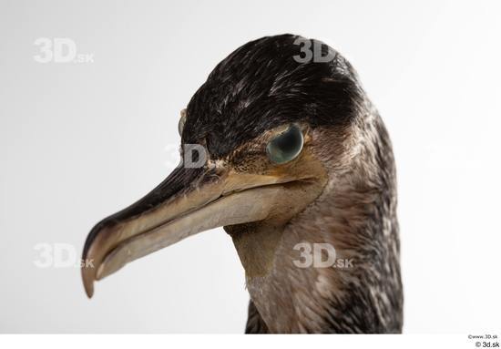 Head Bird Animal photo references