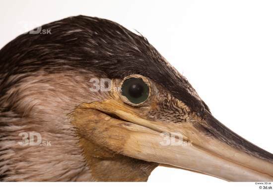 Eye Head Bird Animal photo references