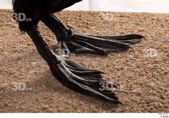 Foot Bird Animal photo references