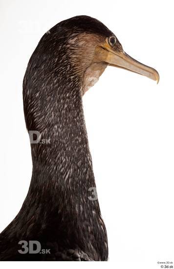 Neck Head Bird Animal photo references