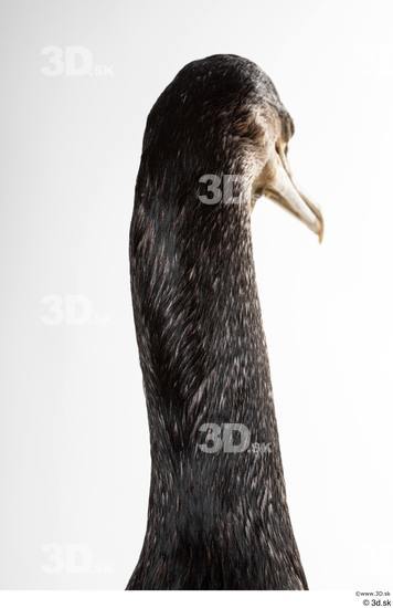 Neck Head Bird Animal photo references