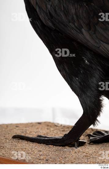 Foot Bird Animal photo references