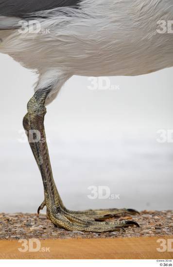 Leg Bird Animal photo references