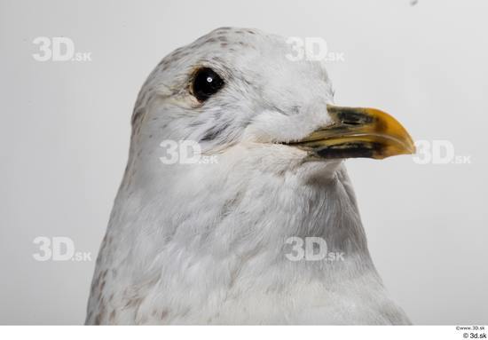 Head Bird Animal photo references