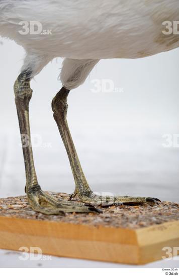 Leg Bird Animal photo references