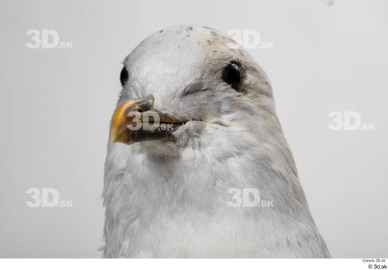 Head Bird Animal photo references