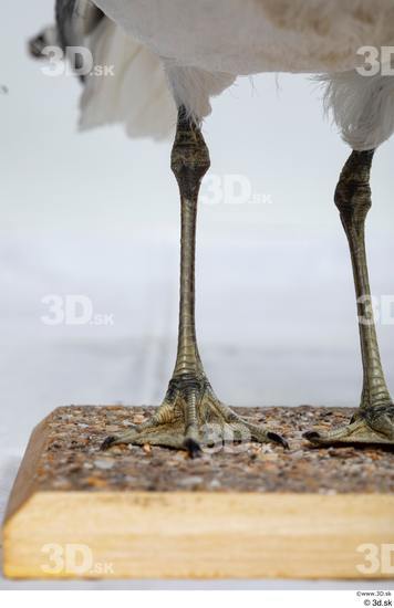 Leg Bird Animal photo references