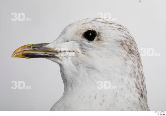 Head Bird Animal photo references